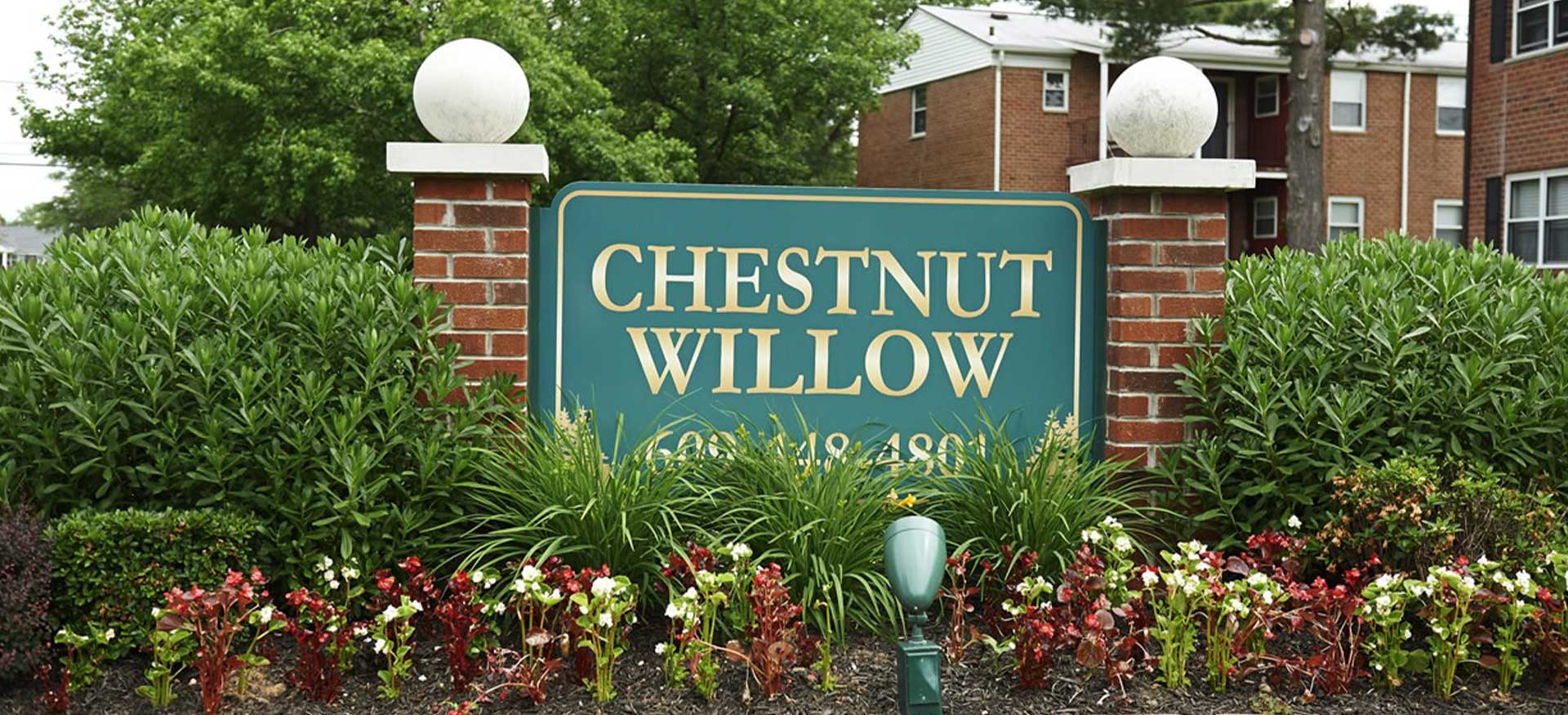 Chestnut Willow